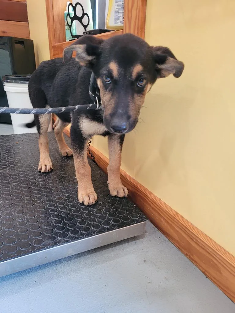 A baby large-sized male Mixed Breed dog named Orion for adoption in Lawrenceburg, TN