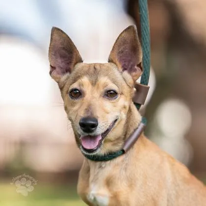 An adult small-sized male Chihuahua dog named Mega for adoption in Honolulu, HI