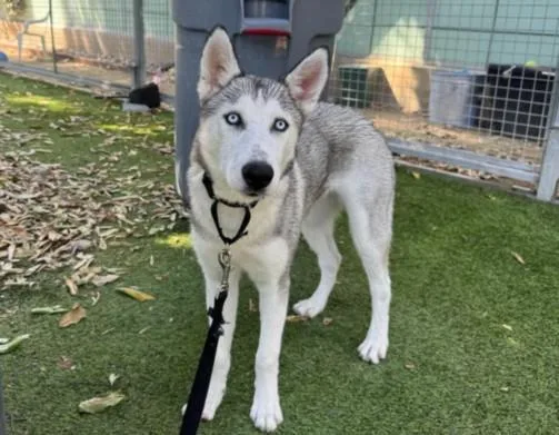 A young medium-sized female Siberian Husky dog named Susan Hayward for adoption in Chatsworth, CA