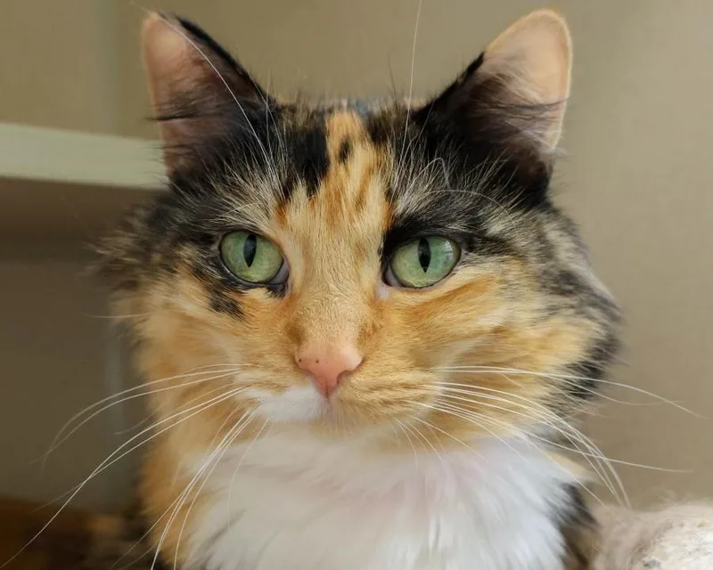 An adult small-sized female Domestic Long Hair cat named Little for adoption in Loveland, CO