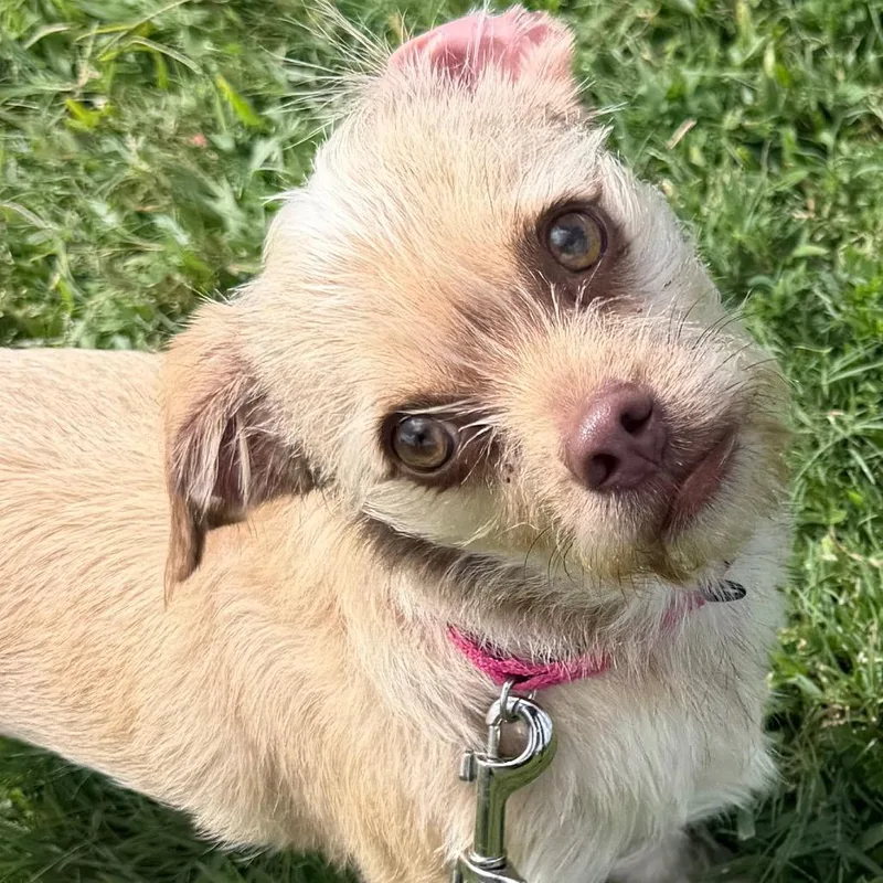 An adult small-sized male Apricot / Beige Mixed Breed dog named Charley for adoption in LOXAHATCHEE, FL