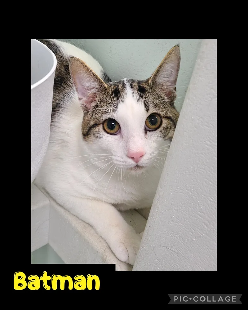 A young medium-sized male White Domestic Short Hair cat named Batman for adoption in Iron River, MI