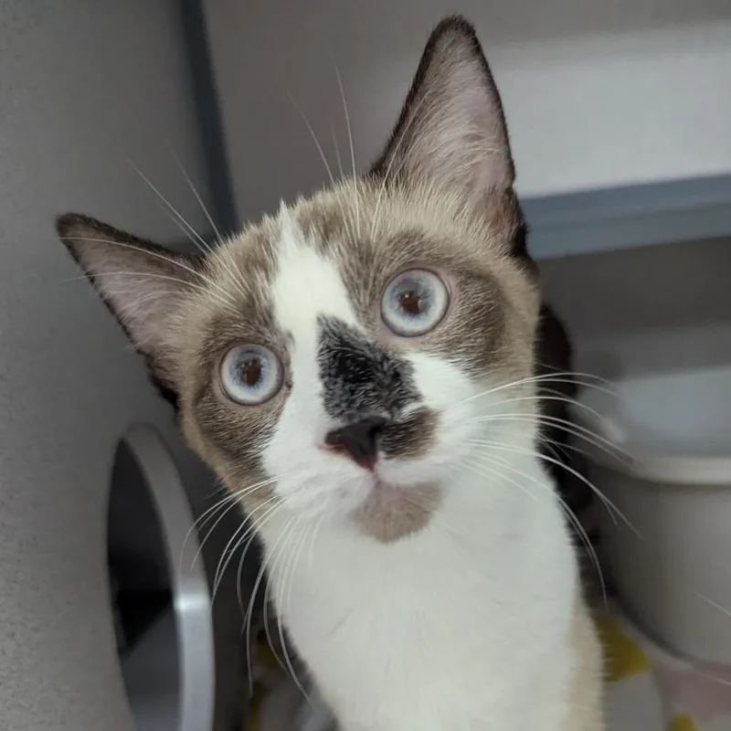 A young medium-sized male Domestic Short Hair cat named Ghost for adoption in Evansville, IN
