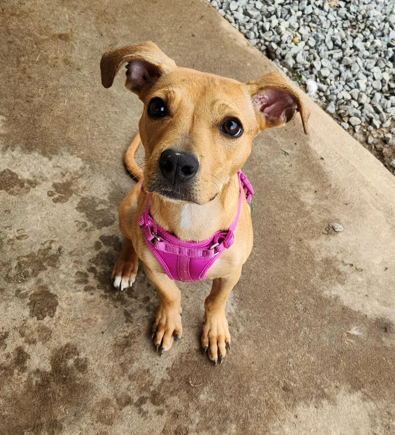 A young medium-sized female Golden Pit Bull Terrier dog named Kiara for adoption in Siloam Springs, AR