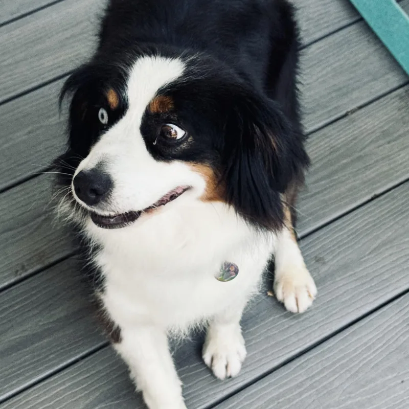 An adult small-sized female Tricolor (Brown, Black, & White) Australian Shepherd dog named Fizz for adoption in Louisburg, KS