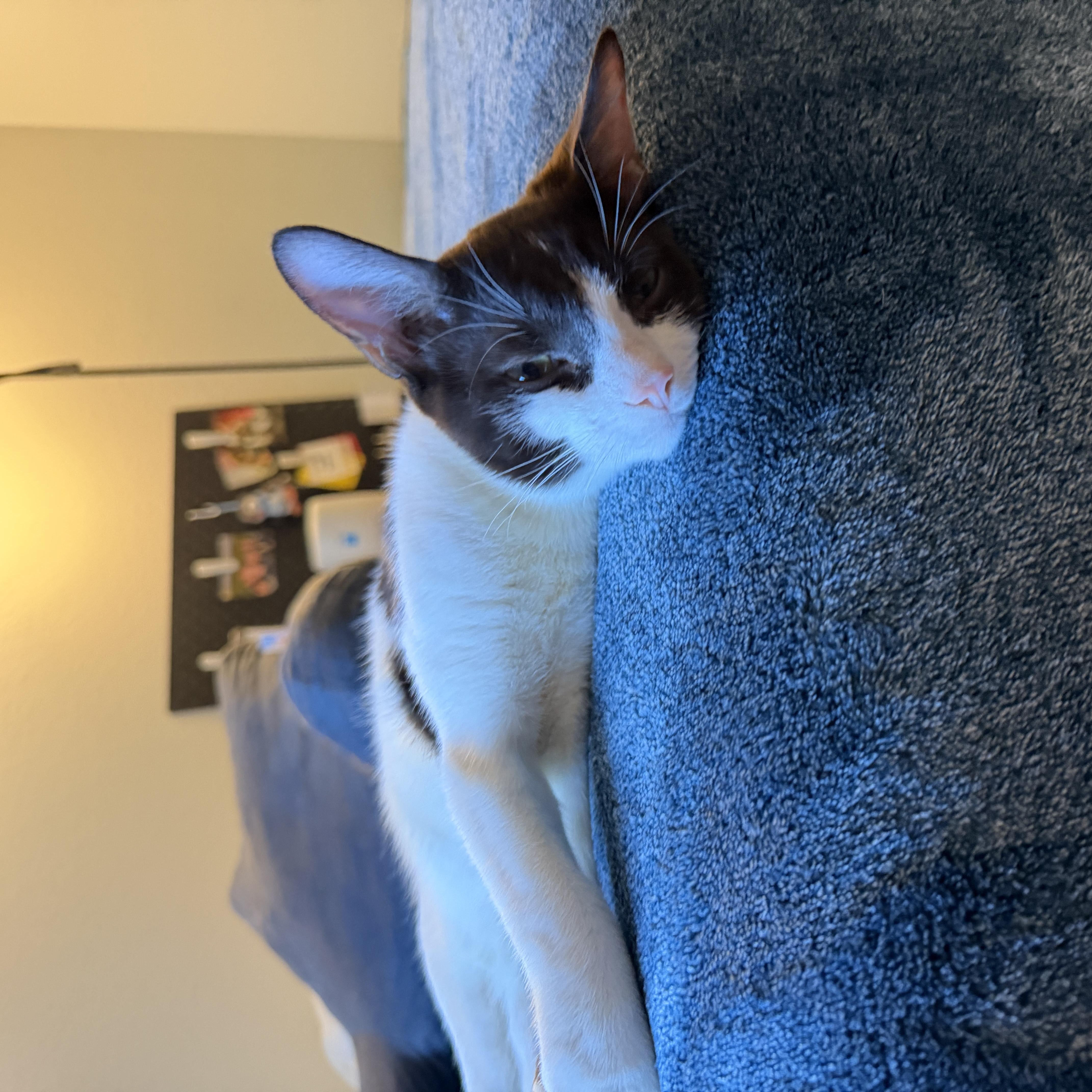 A baby small-sized male Domestic Short Hair cat named Chihuahua for adoption in Davis, CA