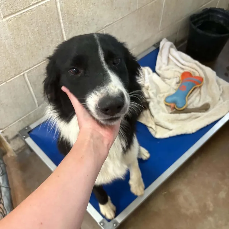A young medium-sized male Black Border Collie dog named Rock for adoption in Stephenville, TX