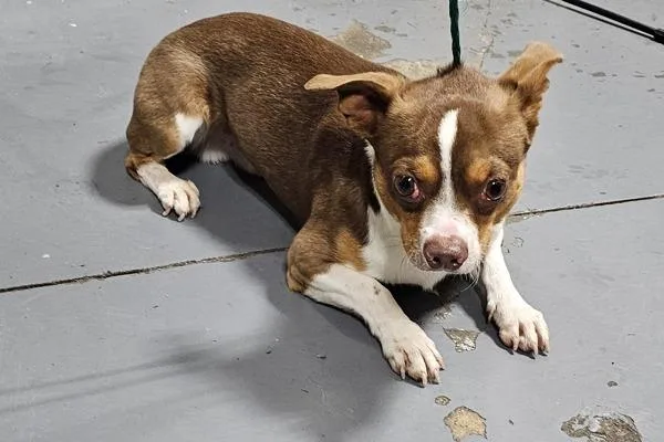 An adult small-sized male Chihuahua dog named Carl for adoption in Dallas, GA