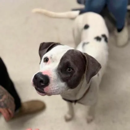 An adult medium-sized male White / Cream Mixed Breed dog named Bobo for adoption in Erie, PA