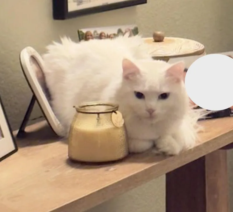 A young medium-sized male White Ragdoll cat named Finn for adoption in Amherst, MA