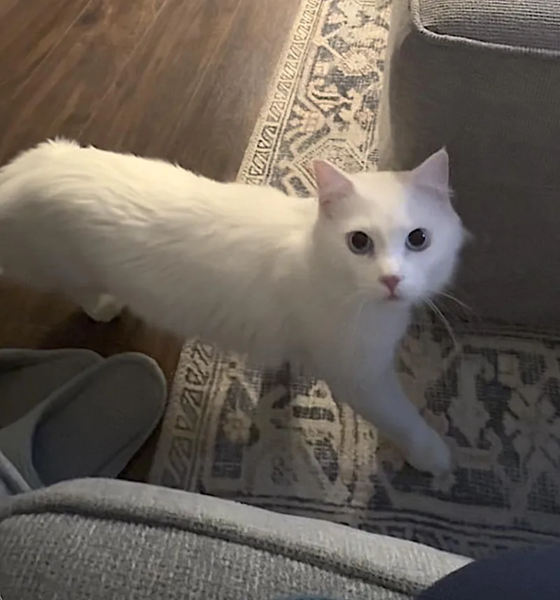 Finn thumbnail 3