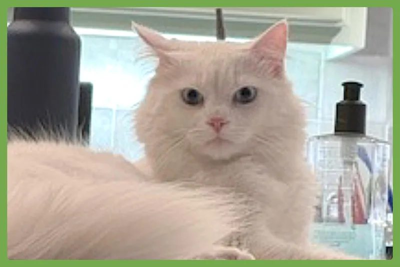 Finn thumbnail 5