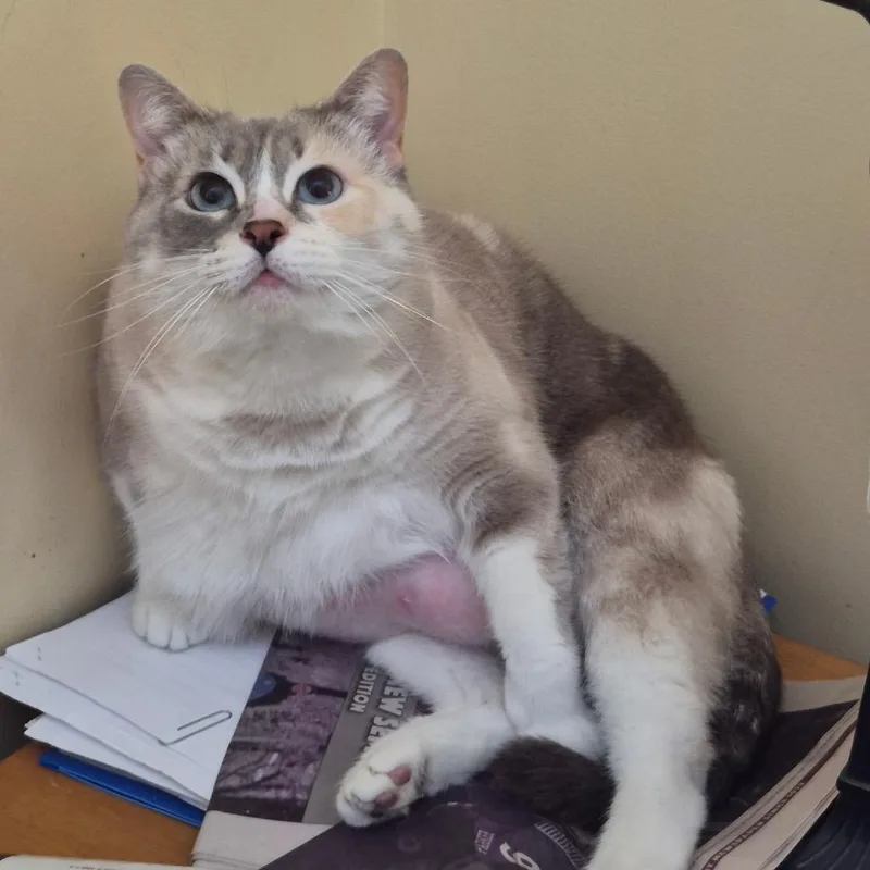 An adult small-sized female White Siamese cat named Lily for adoption in Lexington, KY