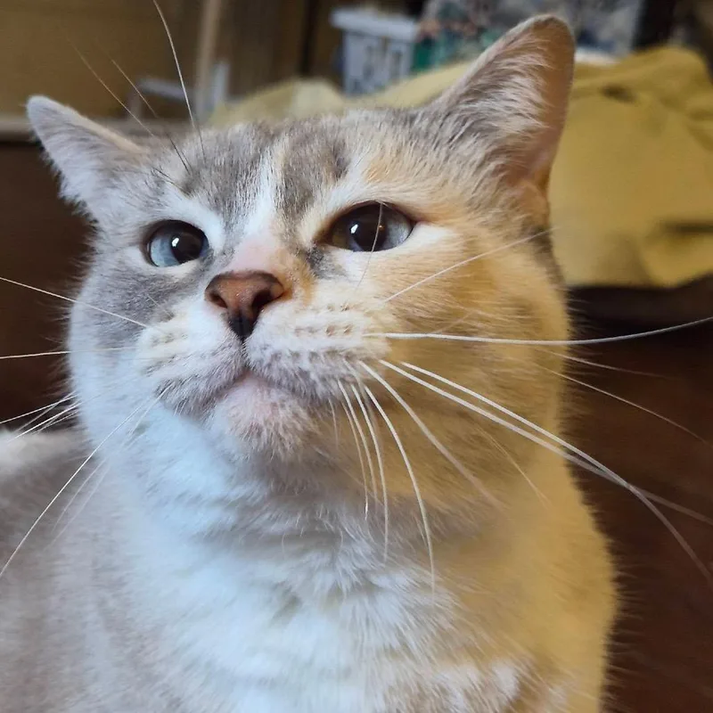 Lily thumbnail 3