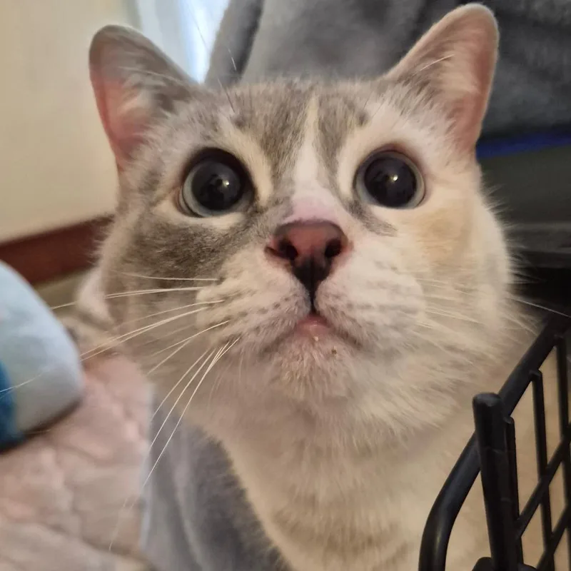 Lily thumbnail 5