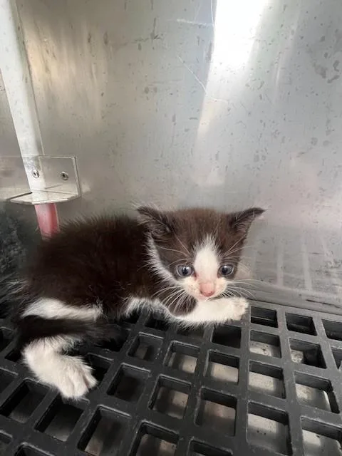 A baby small-sized female Domestic Short Hair cat named Coral for adoption in Miami, FL