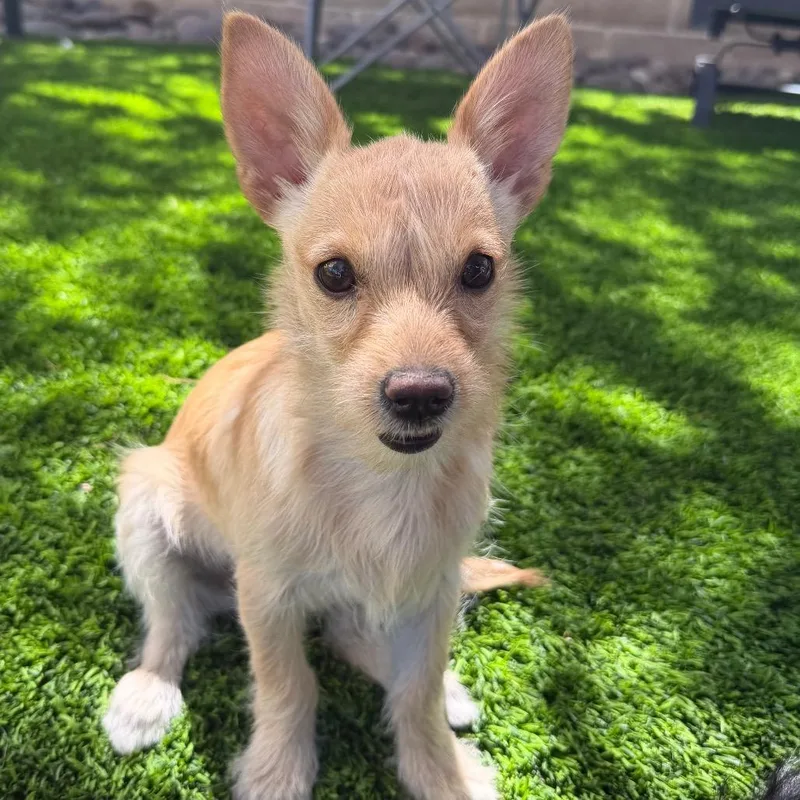 A baby small-sized female Yellow / Tan / Blond / Fawn Terrier dog named Toni Davis for adoption in Las Vegas, NV