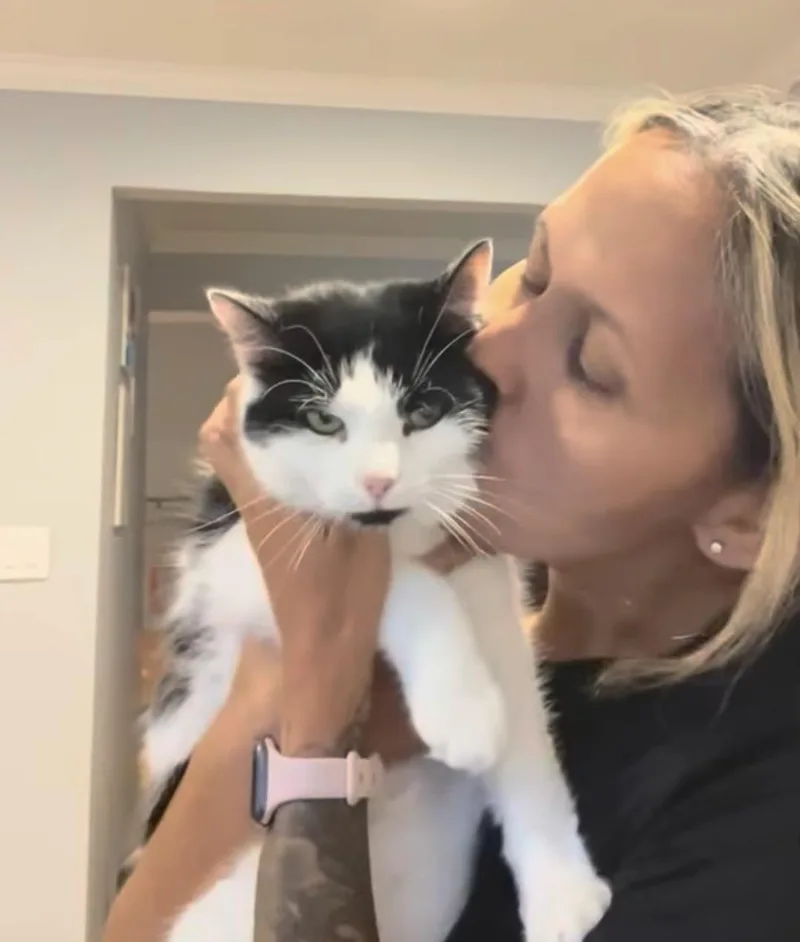 A baby medium-sized male White Domestic Short Hair cat named Cover Girl & Paulie for adoption in Bronx, NY