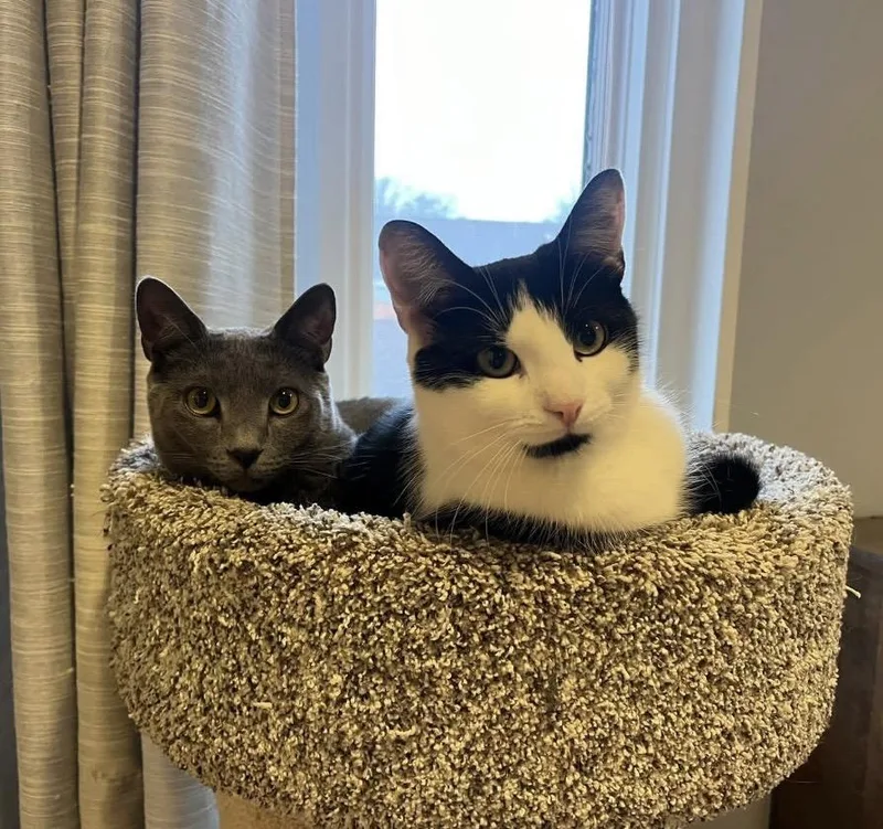 Cover Girl & Paulie thumbnail 4