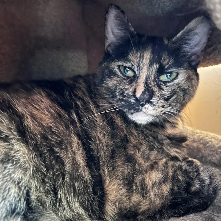 An adult large-sized female Tortoiseshell cat named Lady for adoption in East Hartford , CT