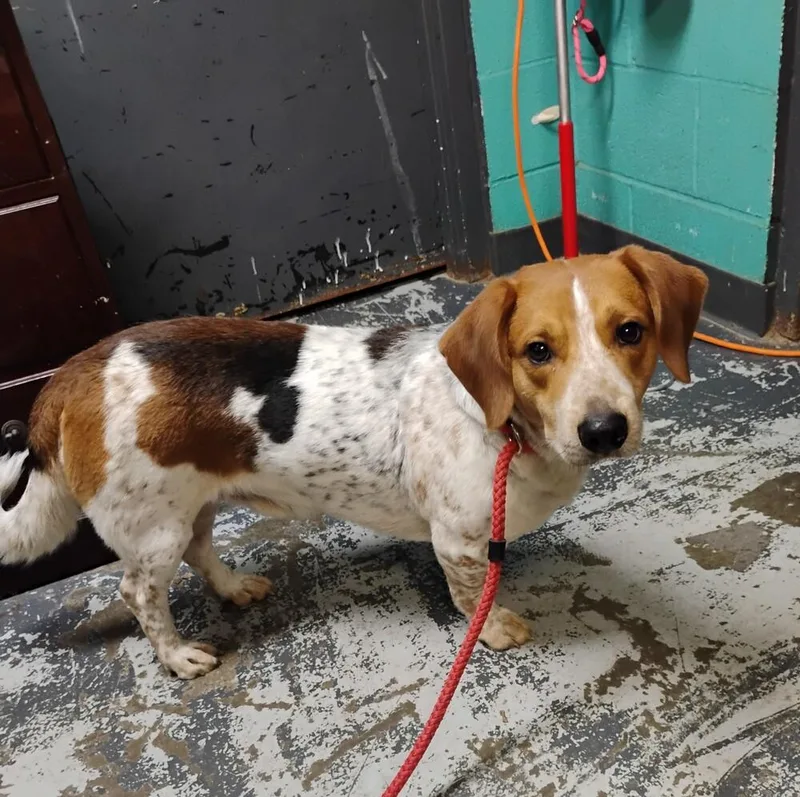 An adult medium-sized male Beagle dog named Copper for adoption in New Lexington, OH