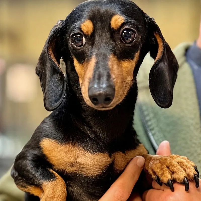 A senior small-sized female Black Dachshund dog named Trinity for adoption in Boca Raton, FL