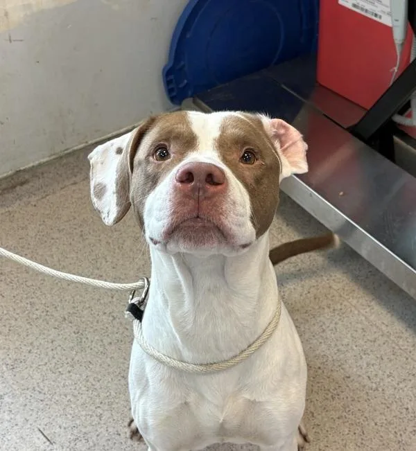 An adult large-sized male Mixed Breed dog named Mylo for adoption in New York, NY