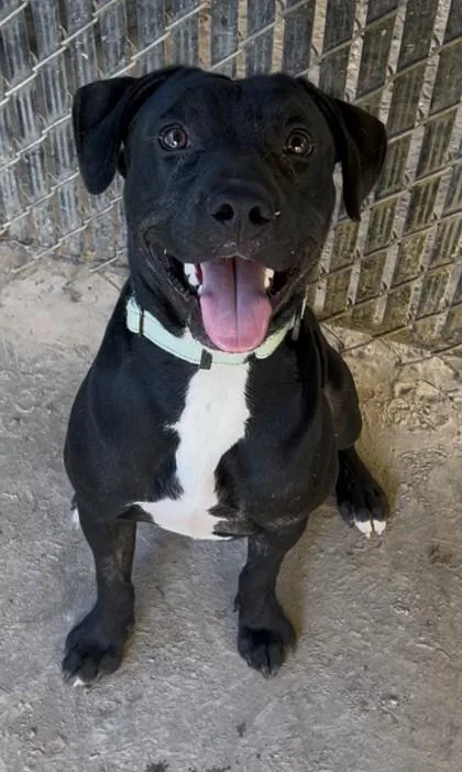 An adult large-sized male Labrador Retriever dog named Rajah for adoption in Savannah, GA