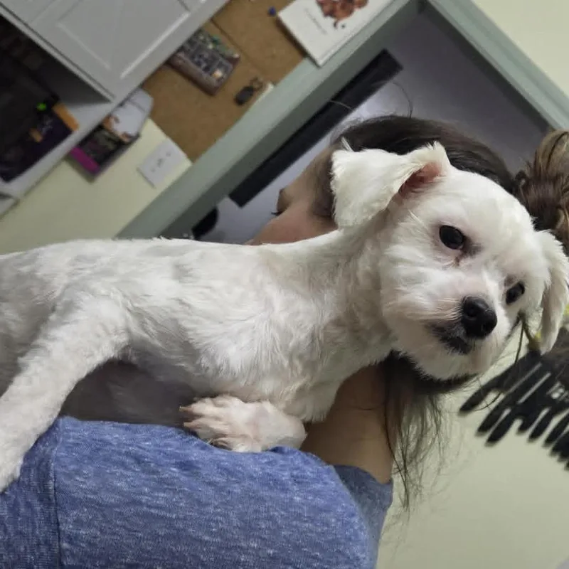 A young small-sized female White / Cream Terrier dog named Candie for adoption in Olathe, KS
