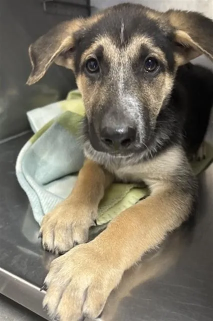 A baby small-sized male German Shepherd Dog dog named Inky for adoption in San Bernardino, CA