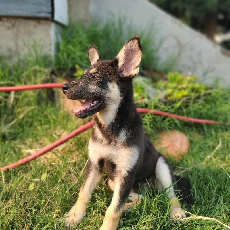 A baby large-sized male Black German Shepherd Dog dog named Yoshi for adoption in Baker City, OR