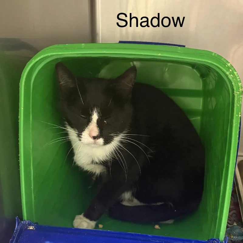An adult small-sized female Black Domestic Short Hair cat named Shadow for adoption in Windsor, VA