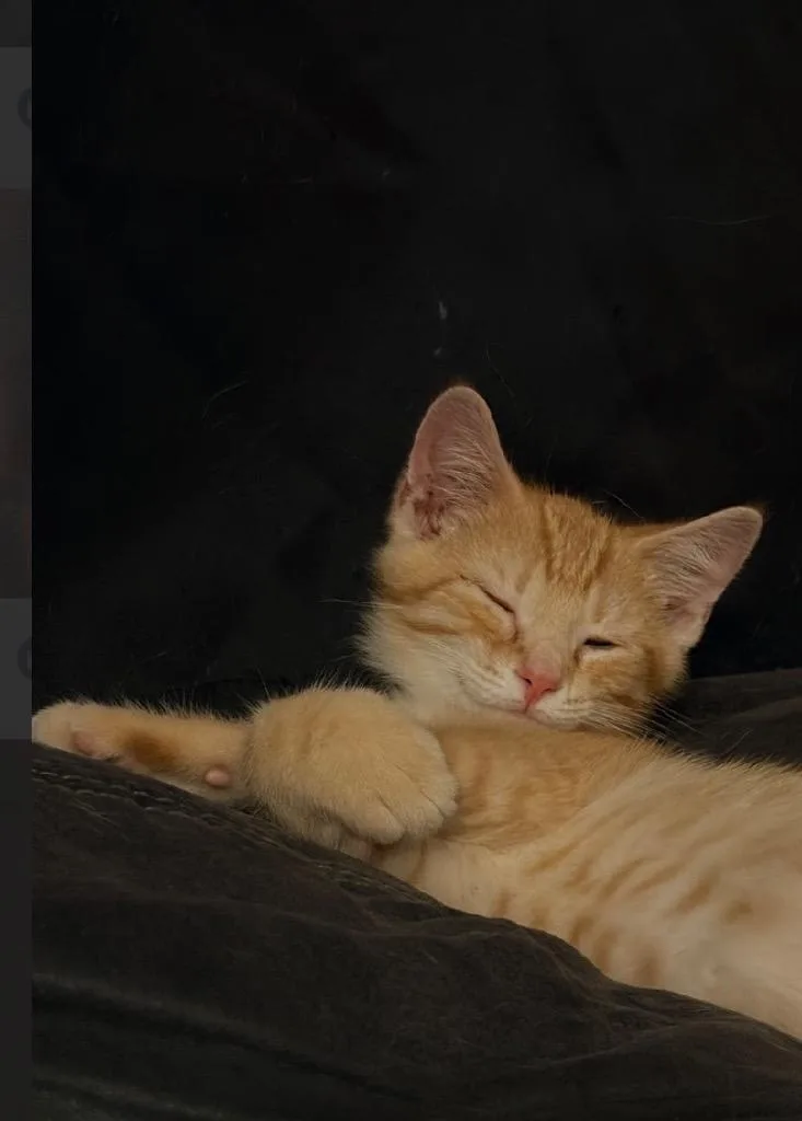 A baby medium-sized male Domestic Short Hair cat named Mee for adoption in Hartford City, IN