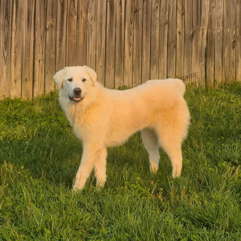 Clementine Elyce thumbnail 6