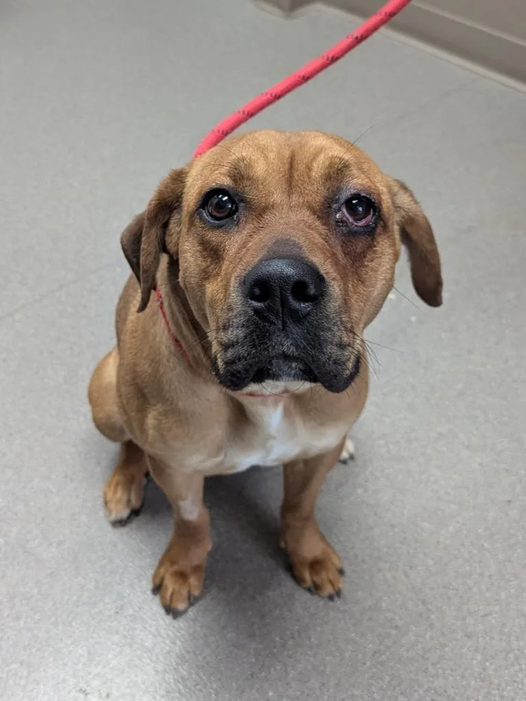 A young medium-sized female Mastiff dog named Maddie for adoption in La Porte, IN