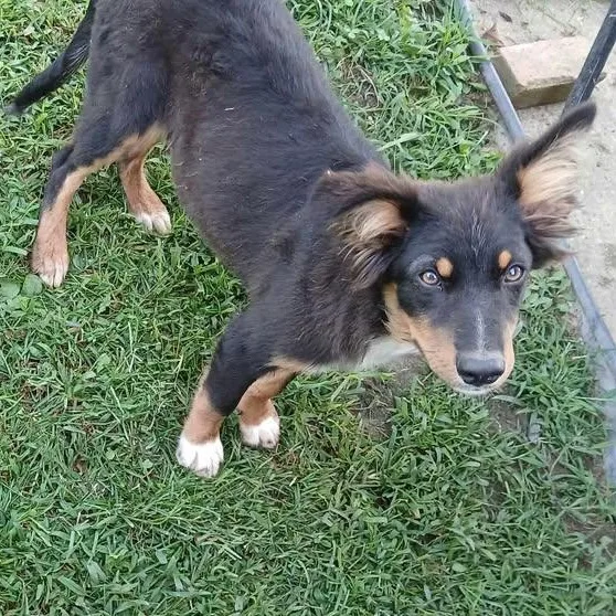 A young medium-sized male Tricolor (Brown, Black, & White) Australian Shepherd dog named Wallace for adoption in Richmond, KY