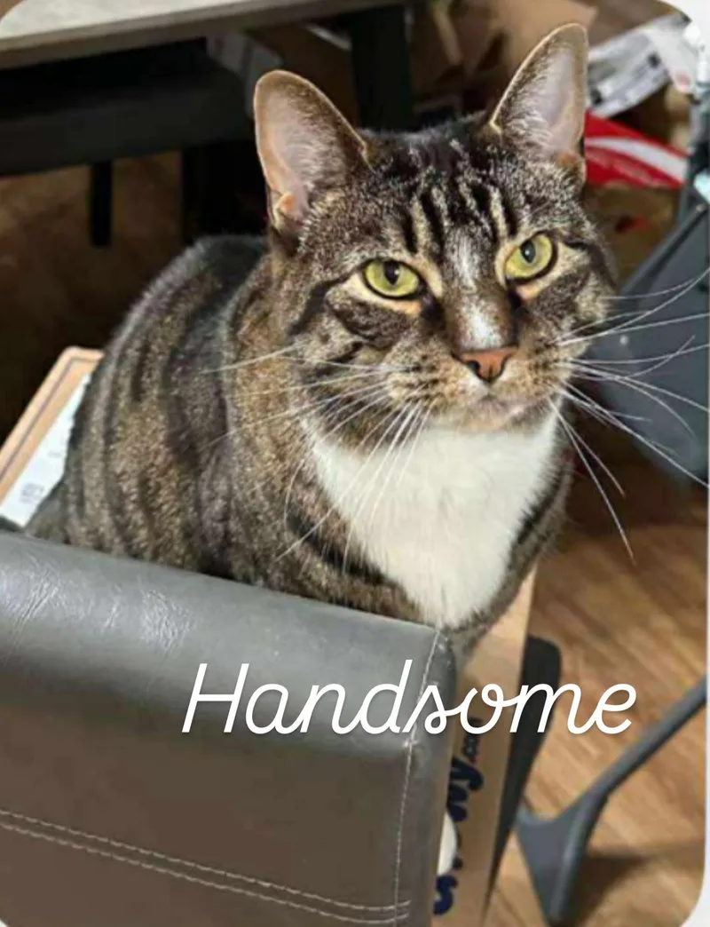 A young medium-sized male Tiger cat named Handsome for adoption in Asbury Park, NJ