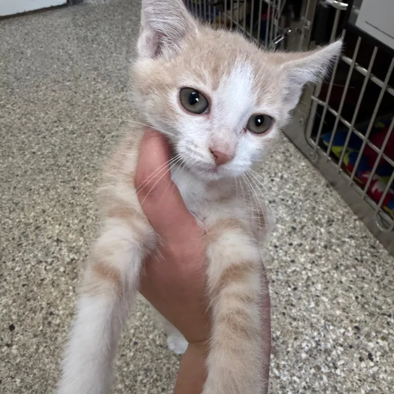 A baby small-sized male Buff / Tan / Fawn Domestic Short Hair cat named Polie for adoption in Detroit Lakes, MN