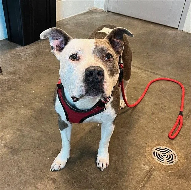 An adult large-sized male Pit Bull Terrier dog named Buddy for adoption in Tavares, FL