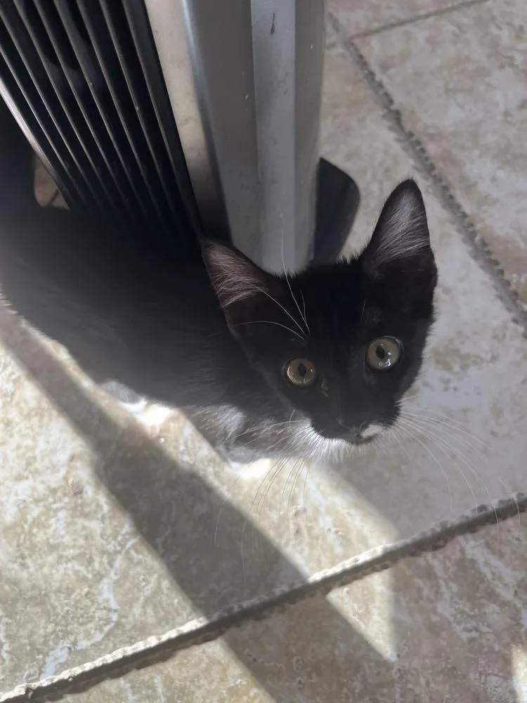 A baby small-sized female American Shorthair cat named Georgie for adoption in Tampa, FL