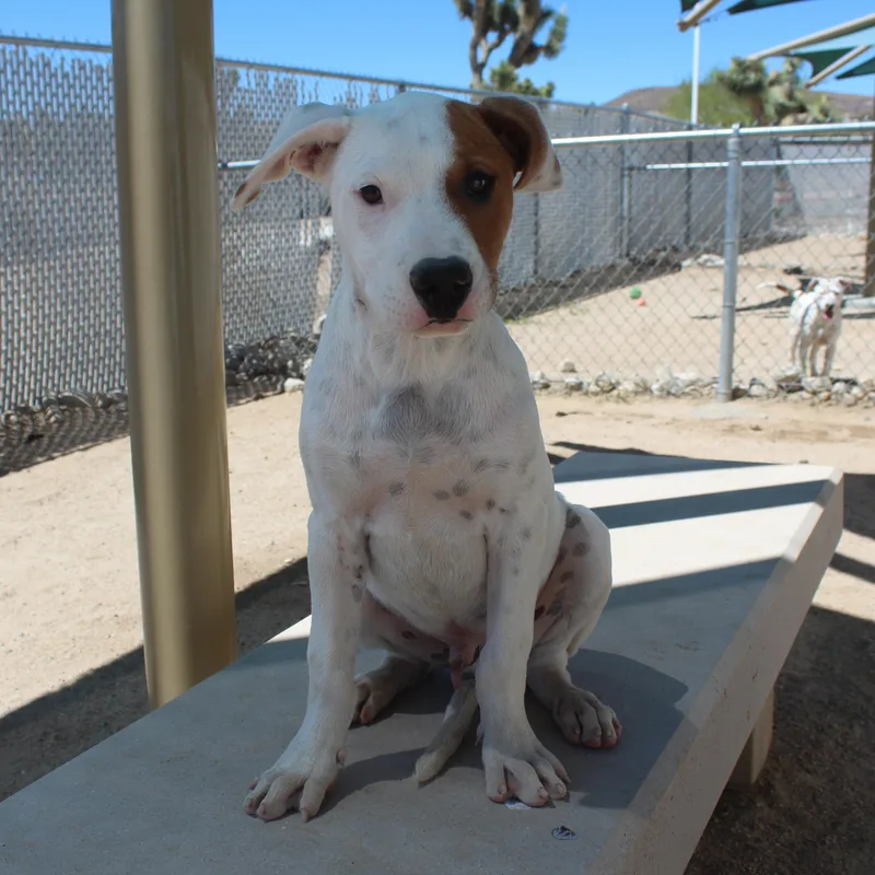 A baby medium-sized male White / Cream Pit Bull Terrier dog named Sage for adoption in Yucca Valley, CA