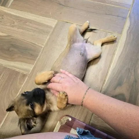 Elle