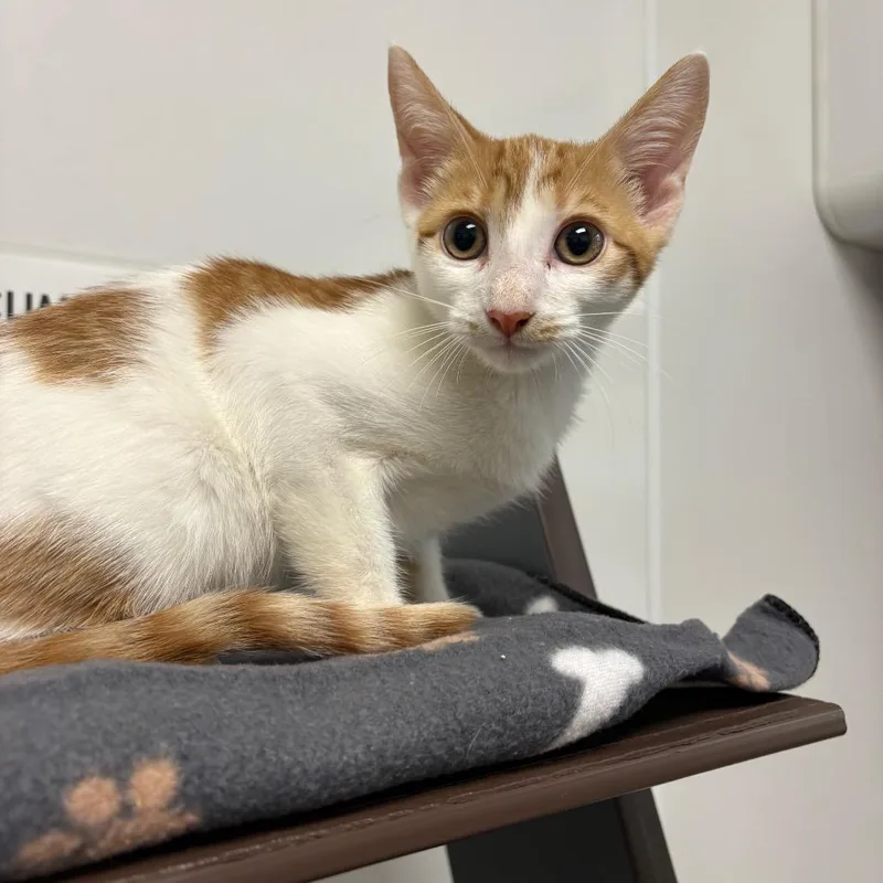 A baby small-sized male Brown / Chocolate Domestic Short Hair cat named Orlando for adoption in West Palm Beach, FL