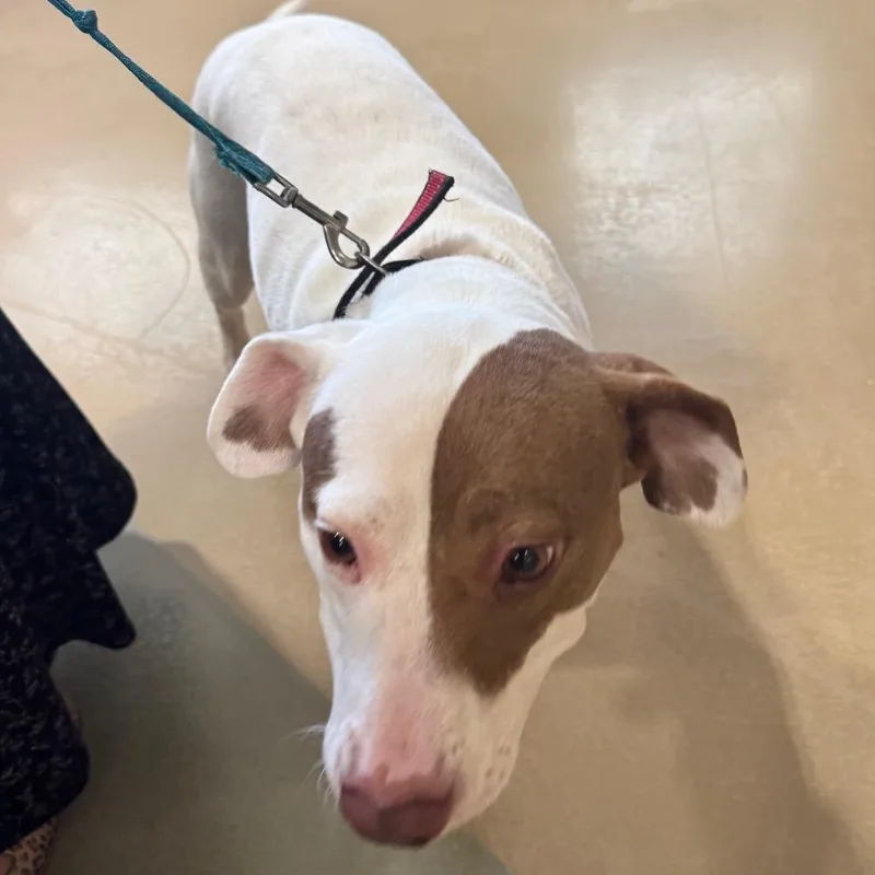 An adult medium-sized female White / Cream Mixed Breed dog named Candy for adoption in Winston-Salem, NC