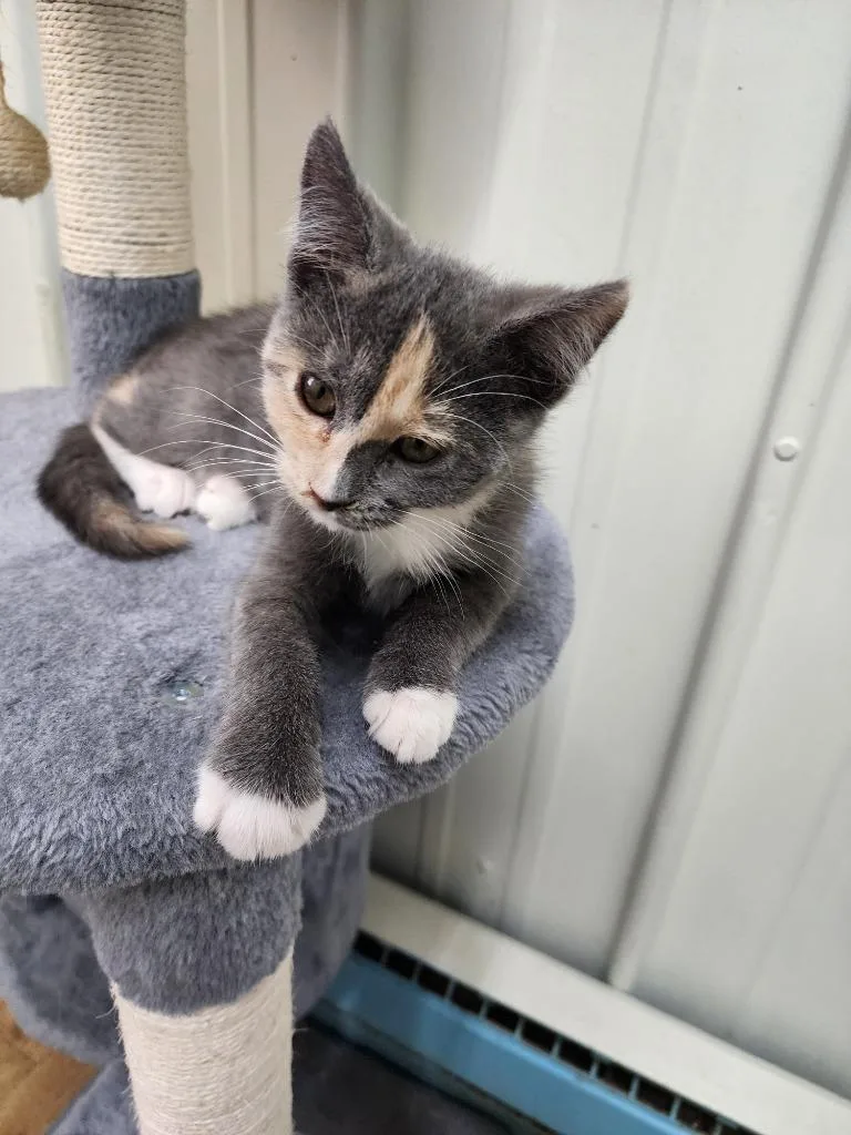 A baby small-sized female Domestic Medium Hair cat named Liza for adoption in Virginia, MN