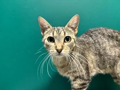 An adult small-sized female Domestic Short Hair cat named Matcha for adoption in St. Anne, IL