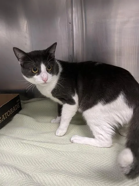 An adult large-sized male Domestic Medium Hair cat named Gunther for adoption in Pasadena, TX