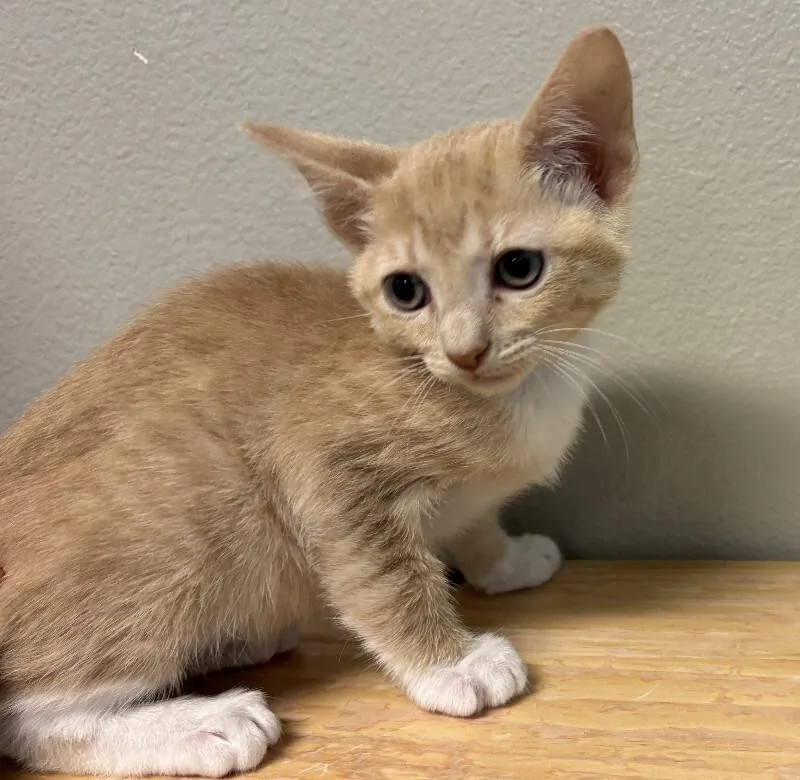 A young medium-sized male Buff / Tan / Fawn Domestic Short Hair cat named Crocodile Rock for adoption in Fort Collins, CO