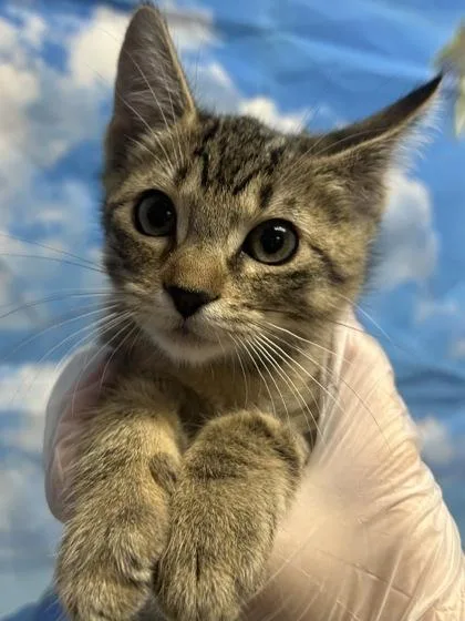 A young small-sized female Domestic Short Hair cat named Tilly for adoption in San Antonio, TX