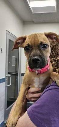 A young small-sized female American Staffordshire Terrier dog named Snickers for adoption in Scotia, NY